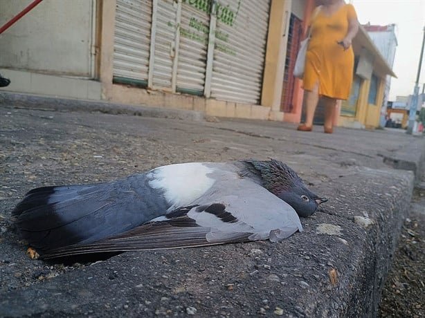 Intenso calor en Coatzacoalcos afecta gravemente a la fauna local