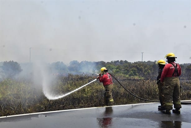 Intenso calor en Coatzacoalcos afecta gravemente a la fauna local