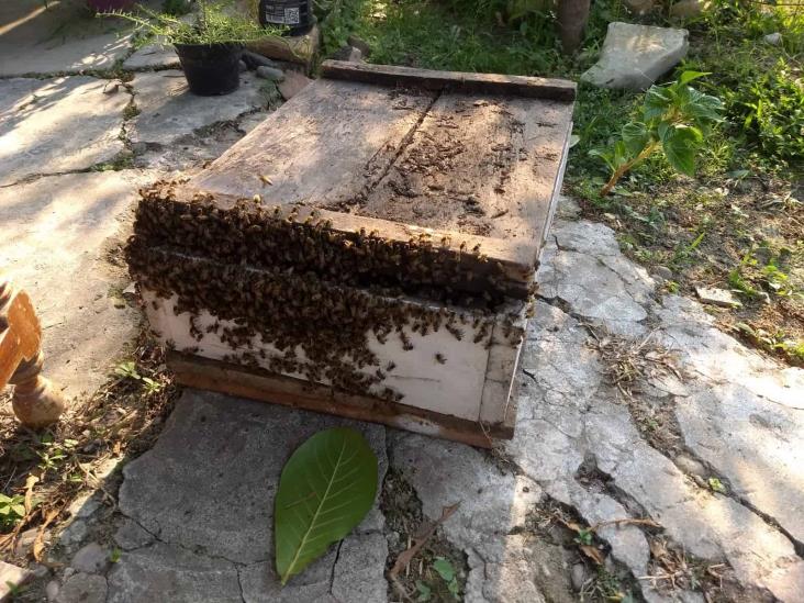 Bomberos de Misantla retiran enjambre de abejas