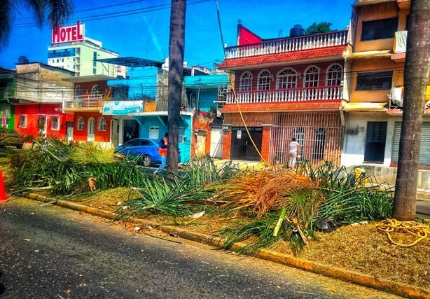 Denuncian que gobierno de Ricardo Ahued causa muerte lenta de árboles en Xalapa