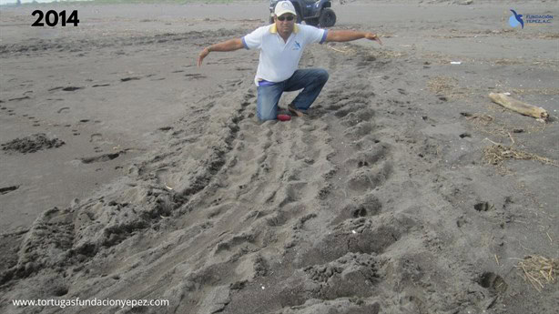 Avistan tortuga Laúd en Veracruz, la más grande del mundo