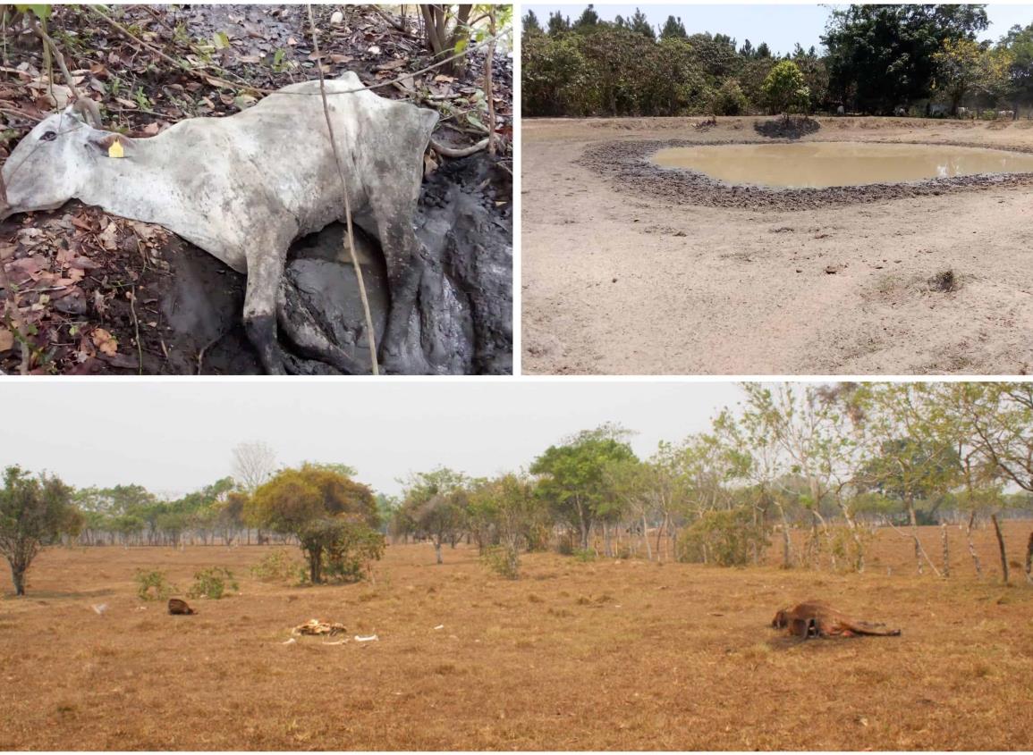 Ganado muere de hambre en Las Choapas durante desoladora sequía l VIDEO