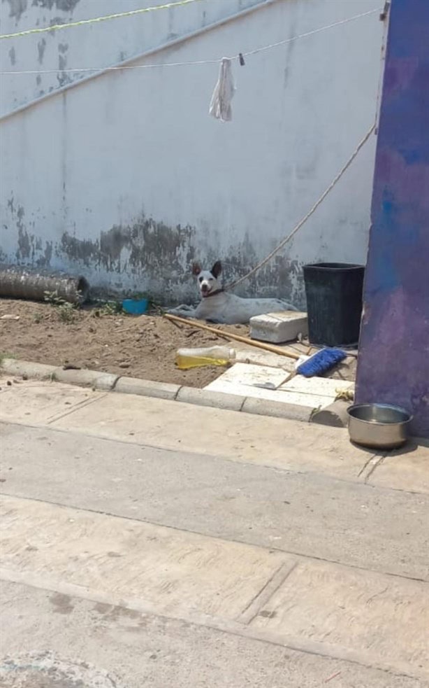 Activistas piden a población no dejar a perros y gatos expuestos al sol por altas temperaturas en Veracruz