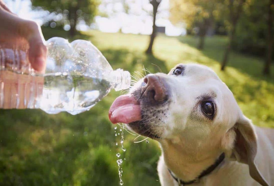 Activistas piden a población no dejar a perros y gatos expuestos al sol por altas temperaturas en Veracruz