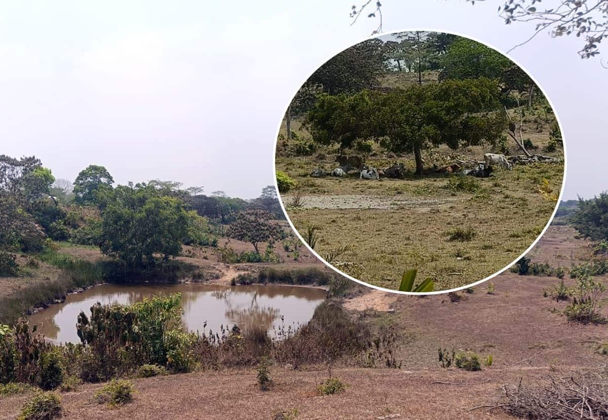 Se acaba el pasto y el agua; estiaje acaba con ganado en Minatitlán