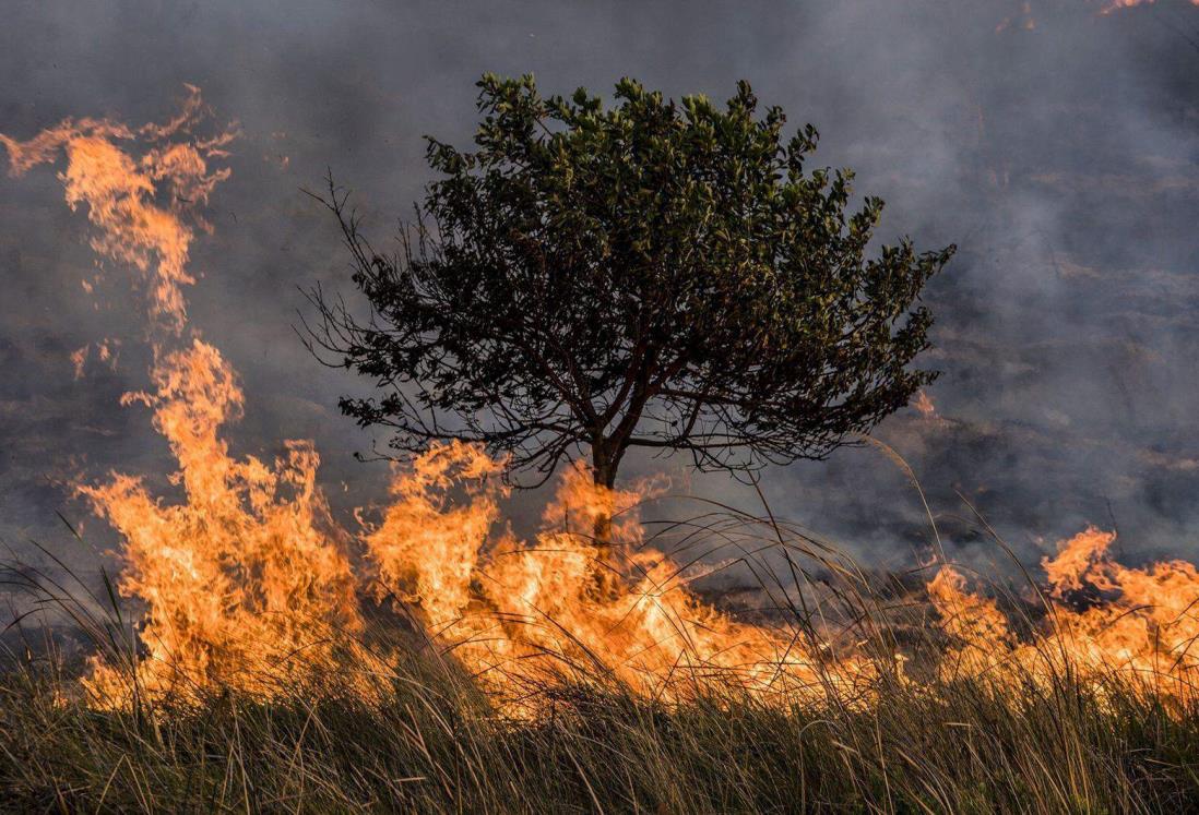 Ola de calor provoca 204 incendios forestales activos en el país, según Conafor