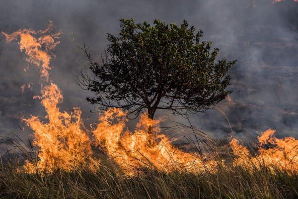 Ola de calor provoca 204 incendios forestales activos en el país, según Conafor