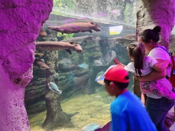 Niños con autismo de Úrsulo Galván visitaron el Aquarium de Veracruz