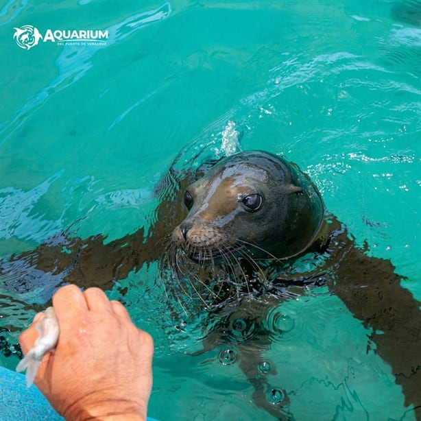 Abren exhibición de lobos marinos en acuario de Veracruz; todo lo que debes saber
