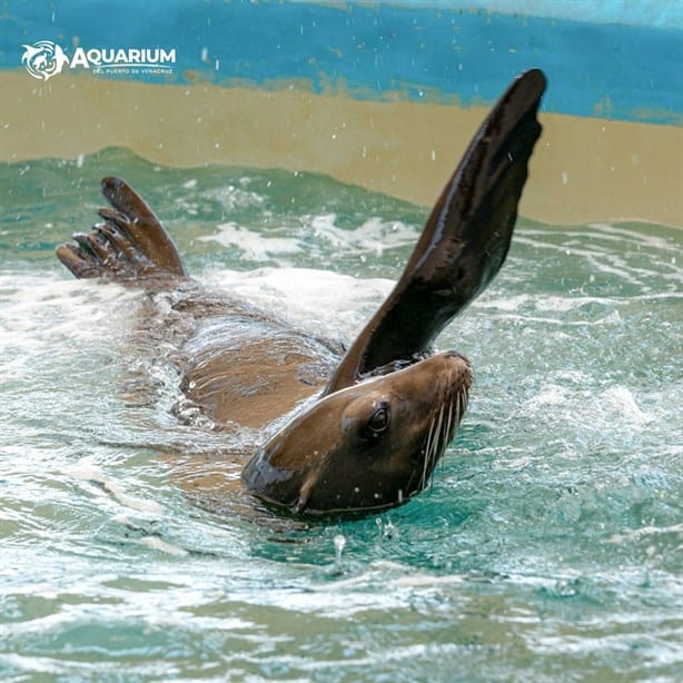 Abren exhibición de lobos marinos en acuario de Veracruz; todo lo que debes saber