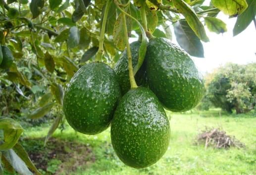 ¿Cultivo de aguacate en riesgo? Esto es lo que sabemos