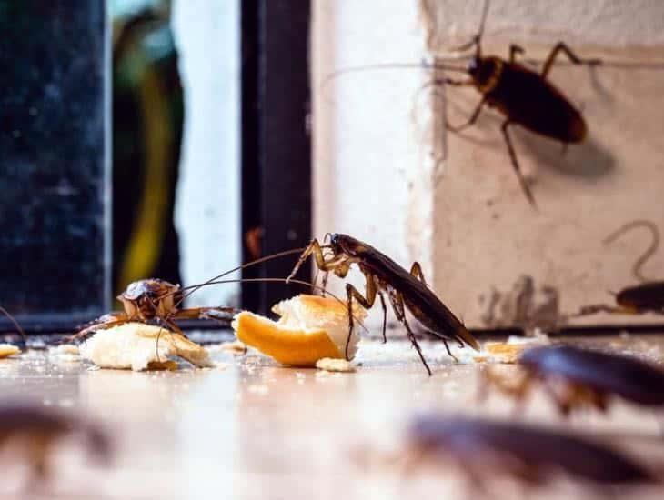 Así puedes prevenir la plaga de cucarachas en época de calor