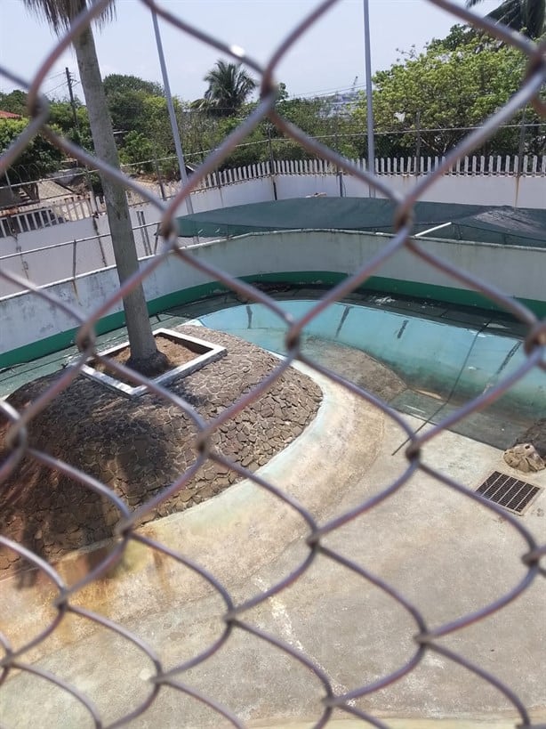 Indigna en Coatzacoalcos muerte de cocodrilo en Parque del Bicentenario