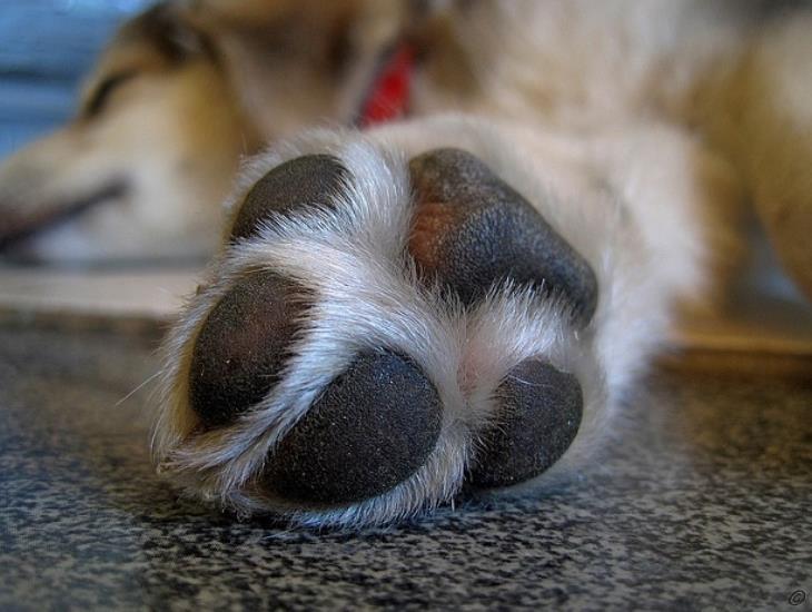 Ola de calor: así puedes proteger las almohadillas de tus perros del asfalto caliente