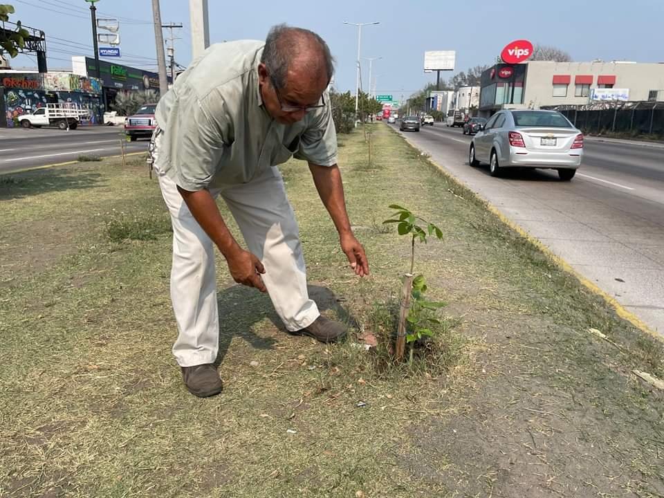 Plantan 500 árboles en Veracruz-Boca del Río: Piden apoyo de la ciudadanía para cuidarlos