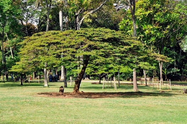 Ola de Calor: Estos son los cinco árboles que te pueden proteger, crecen hasta 10 metros