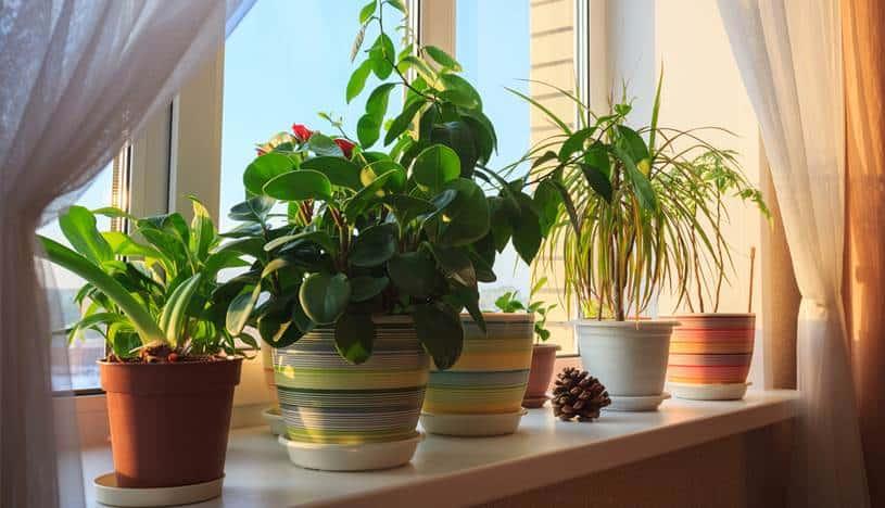 ¿Qué beneficios tienen las plantas en el hogar? Consejos para una decoración de revista llena de naturaleza