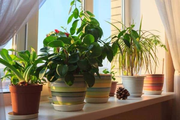 ¿Qué beneficios tienen las plantas en el hogar? Consejos para una decoración de revista llena de naturaleza
