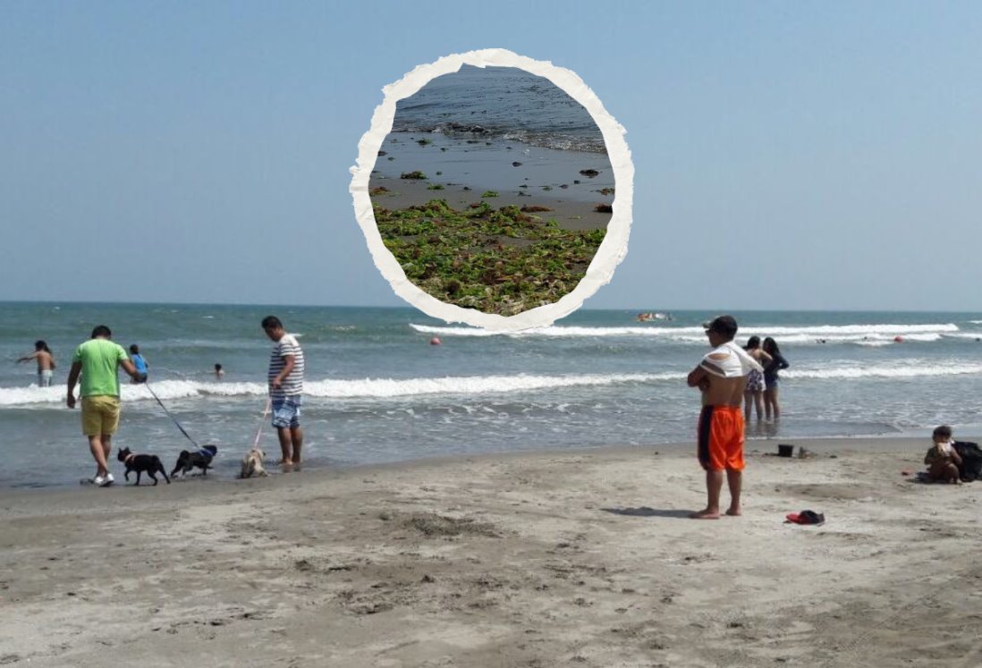 Aparece sargazo en playas de Boca del Río