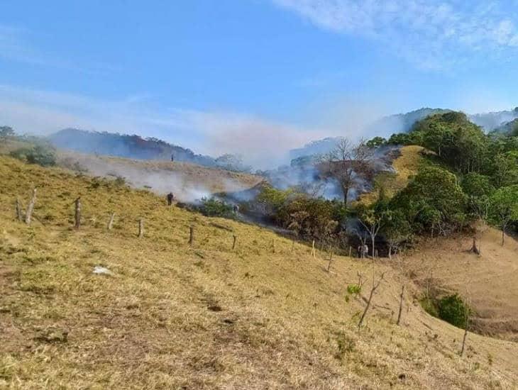 Incendios forestales ‘arrasan’ con vida silvestre en Las Choapas; localizan animales calcinados