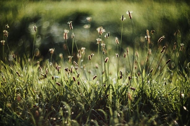 ¿Cansado de las malas hierbas? Elimínalas con este herbicida casero