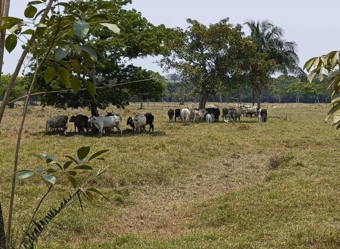 Sequía golpea sector ganadero en el sur de Veracruz; reportan 300 reses muertas