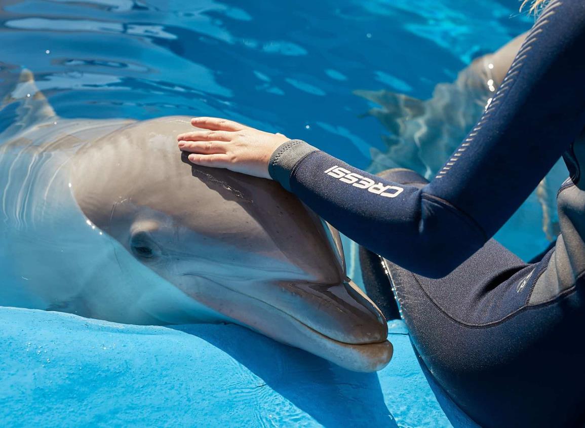 ¿Cuánto vale nadar con delfines en México?