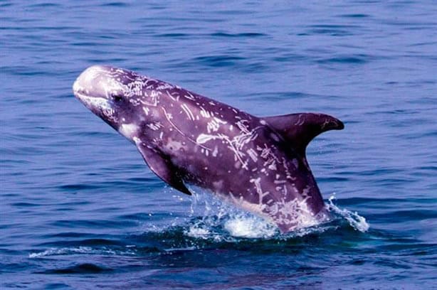 Estos son los delfines que habitan el Golfo de México, te decimos qué especie llegó a Coatzacoalcos