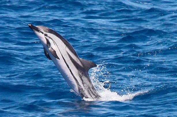 Estos son los delfines que habitan el Golfo de México, te decimos qué especie llegó a Coatzacoalcos