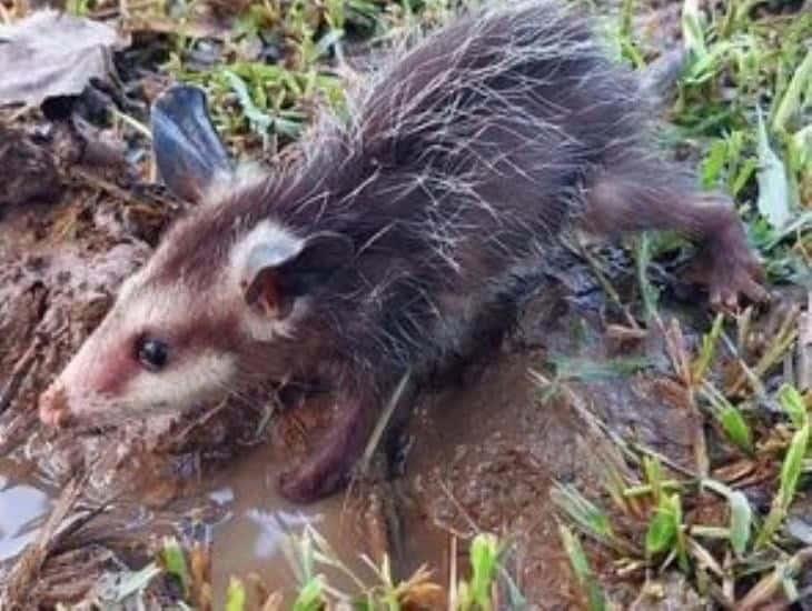 Ola de Calor: De esta forma ambientalistas de Coatzacoalcos apoyaran a fauna silvestre