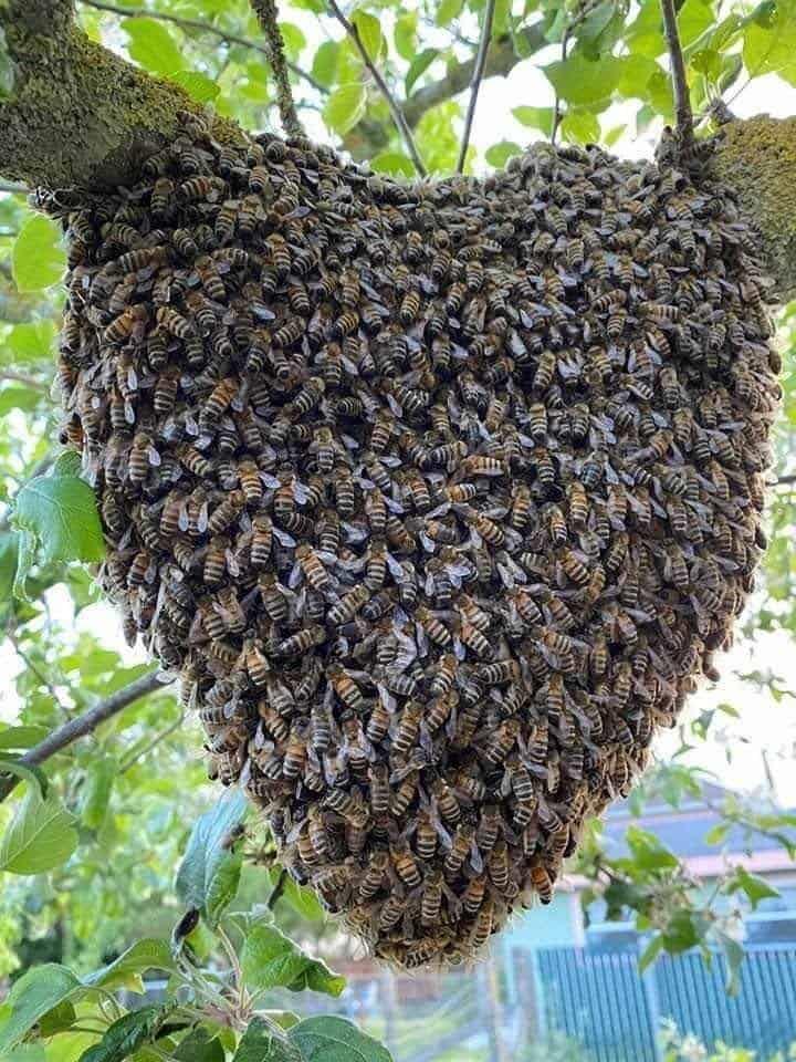 Alertan por drástica disminución de abejas en el mundo; este es el riesgo que implica