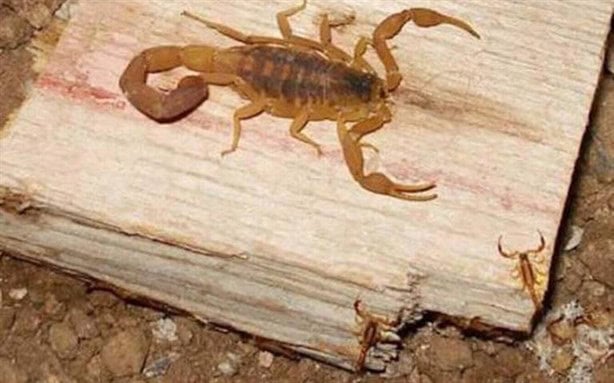 ¡Cuidado! Ya comenzó la temporada de alacranes; así puedes ahuyentarlos de tu casa