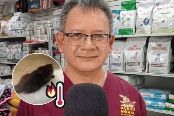 Evita golpes de calor en tus mascotas: Recomendaciones clave de un veterinario