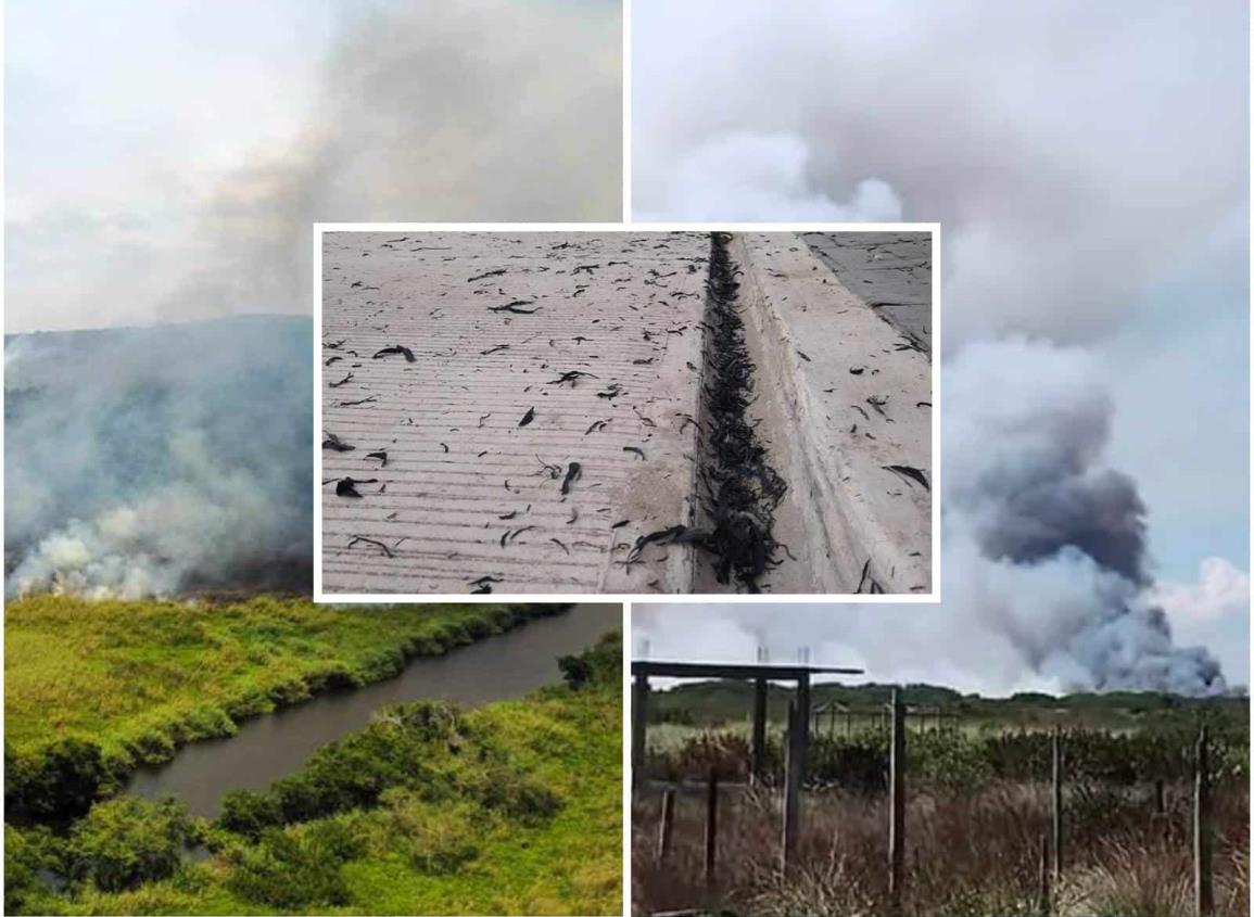 Llueve... pero cenizas en Agua Dulce tras voraz incendio en manglares