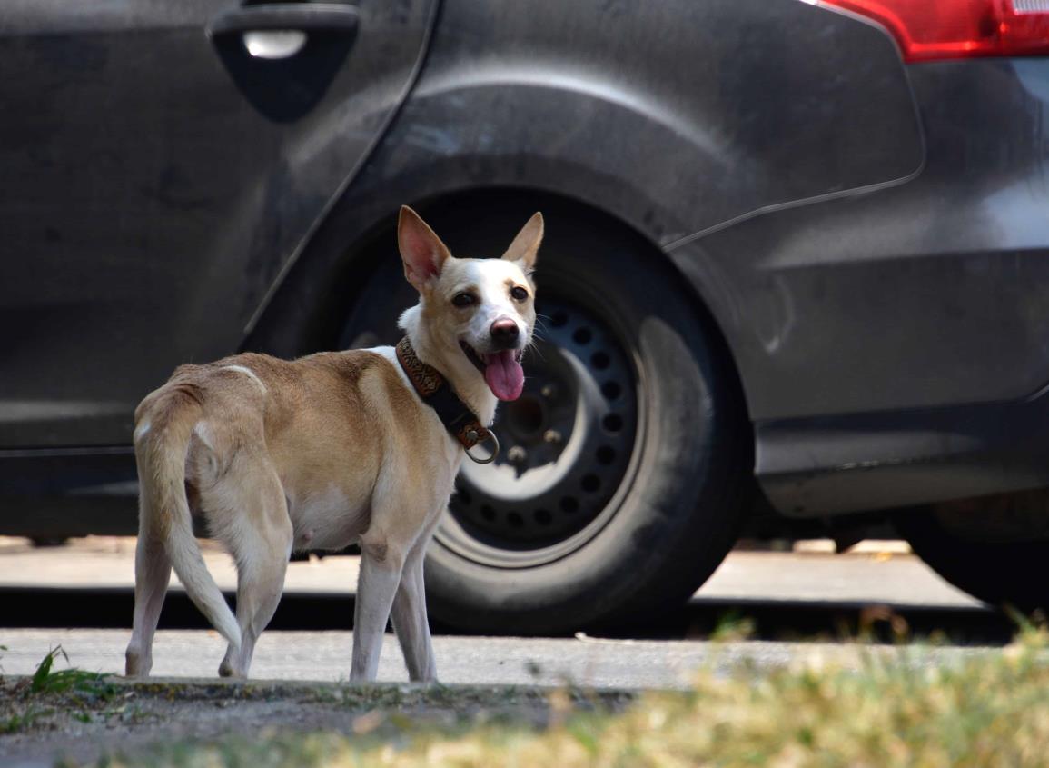 Jornada de Esterilización Canina y Felina en Coatzacoalcos ¿cuándo y en que colonias?