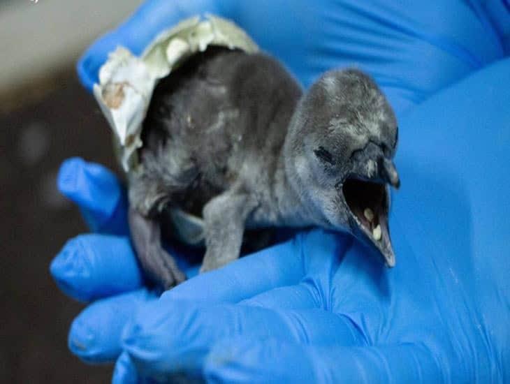 Nace pingüino bebé en el acuario de Veracruz