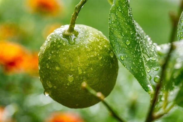 Guía paso a paso para una nieve de limón casera y refrescante | Ingredientes y preparación