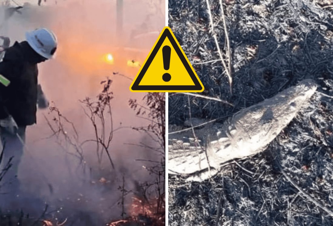 Incendio devasta la reserva Ría Lagartos en Yucatán: Perecen decenas de animales