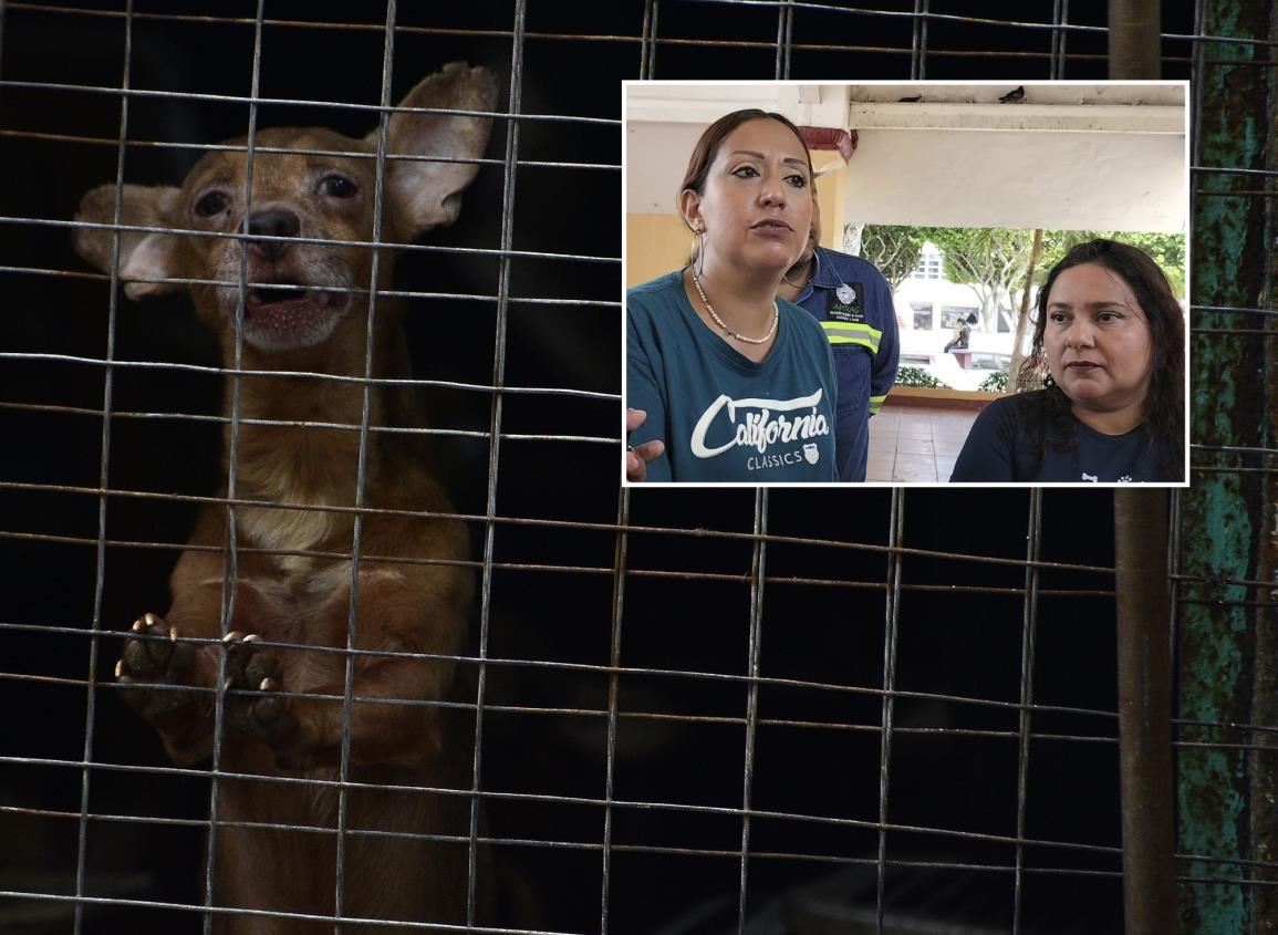 Por saturación cierran refugios animales en Coatzacoalcos ¡lanzan SOS!