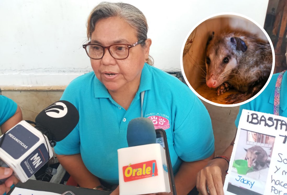 Alertan sobre agresiones a tlacuaches en Veracruz