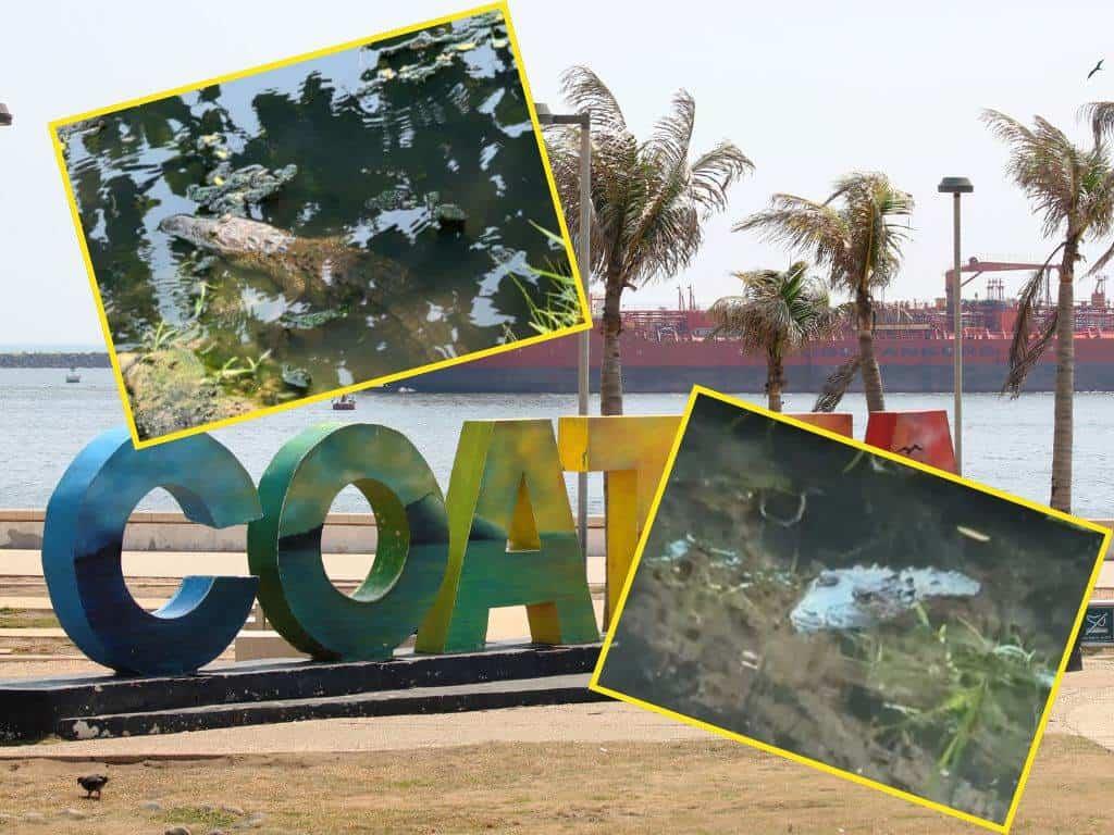 Alarma avistamiento de cocodrilos en canal de desagüe de Coatzacoalcos