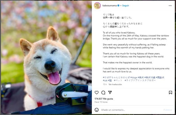 Murió Kabosu; famosa perrita shiba inu que inspiró el meme ‘Doge’