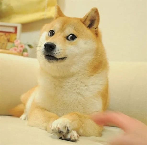 Murió Kabosu; famosa perrita shiba inu que inspiró el meme ‘Doge’