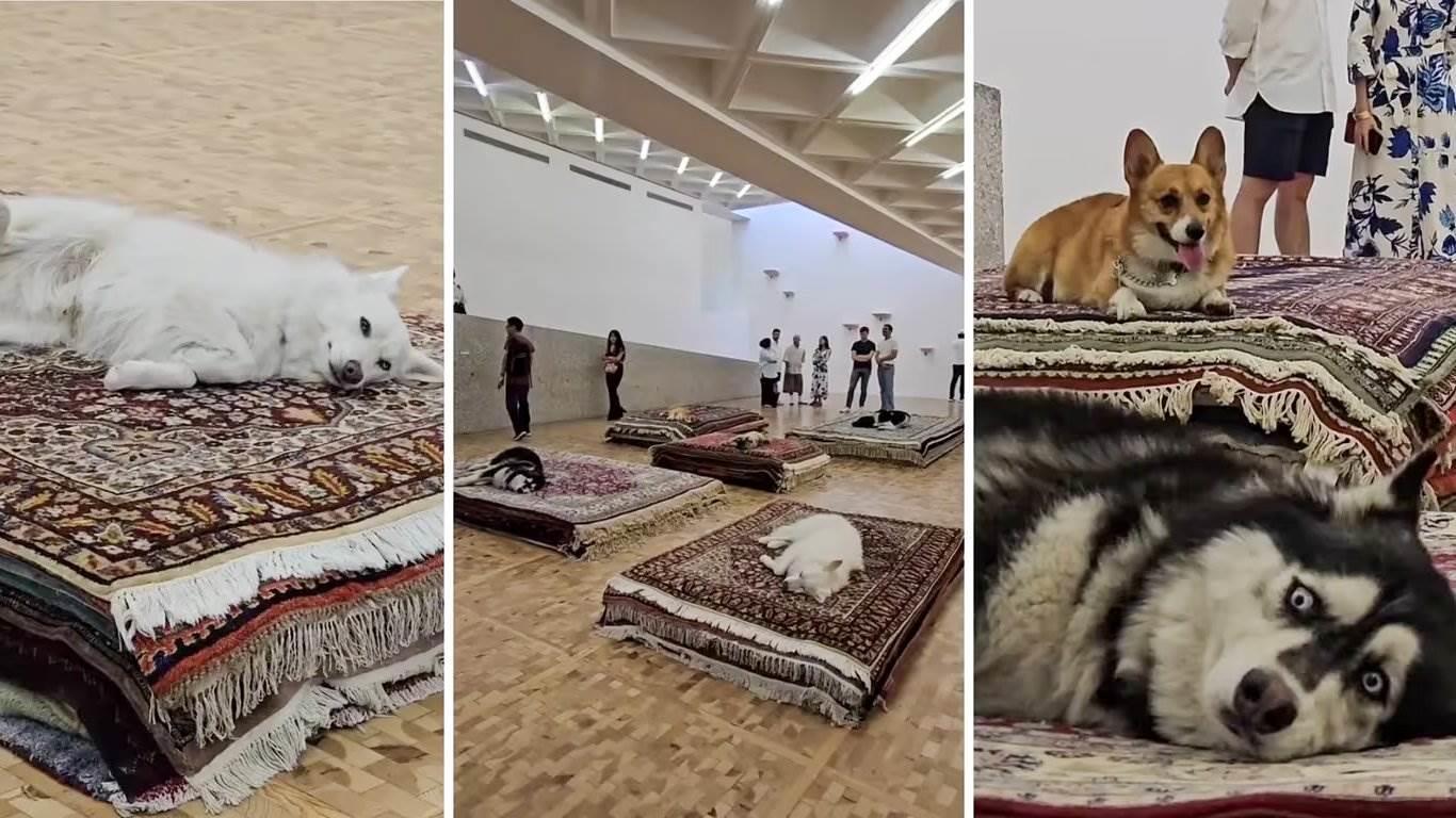 Condenan perfomance que usa perros reales en el Museo Tamayo