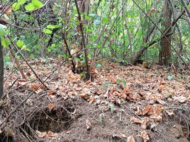 Reportan muerte de ardillas y aves por ola de calor en Xalapa