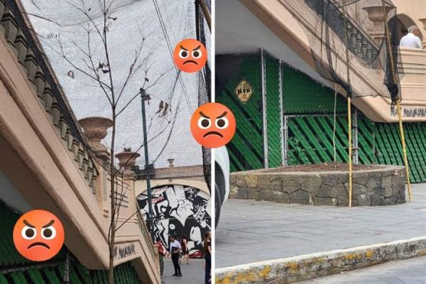 Árbol del Parque Juárez de Xalapa al olvido; sin cuidados, vuelve a secarse