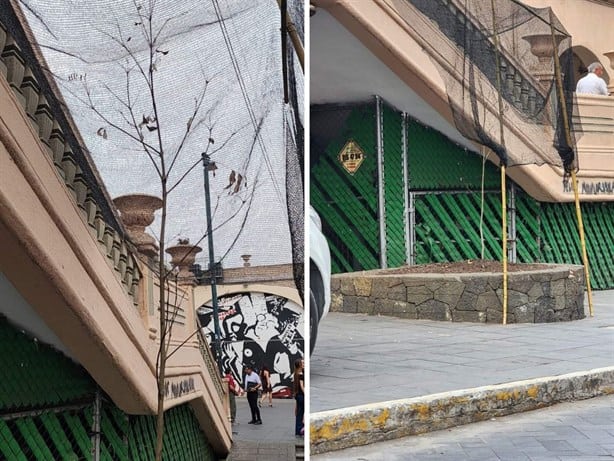 Árbol del Parque Juárez de Xalapa al olvido; sin cuidados, vuelve a secarse