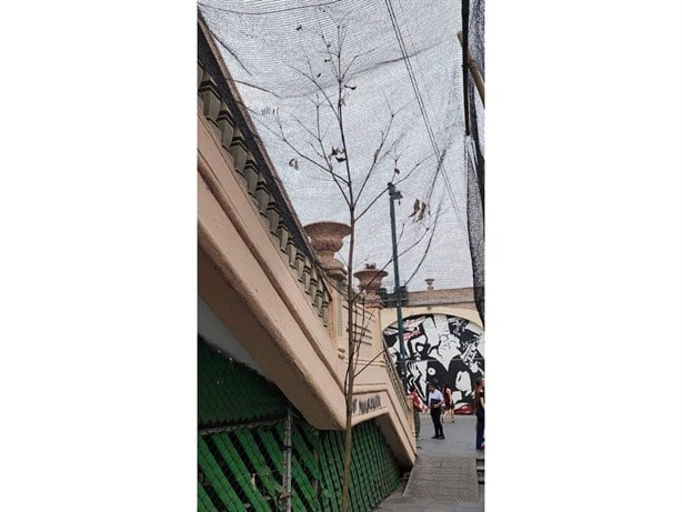 Árbol del Parque Juárez de Xalapa al olvido; sin cuidados, vuelve a secarse