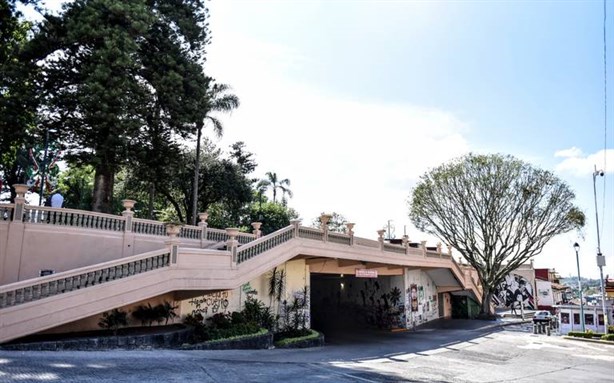 Árbol del Parque Juárez de Xalapa al olvido; sin cuidados, vuelve a secarse