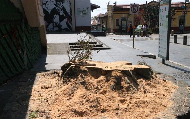 Árbol del Parque Juárez de Xalapa al olvido; sin cuidados, vuelve a secarse